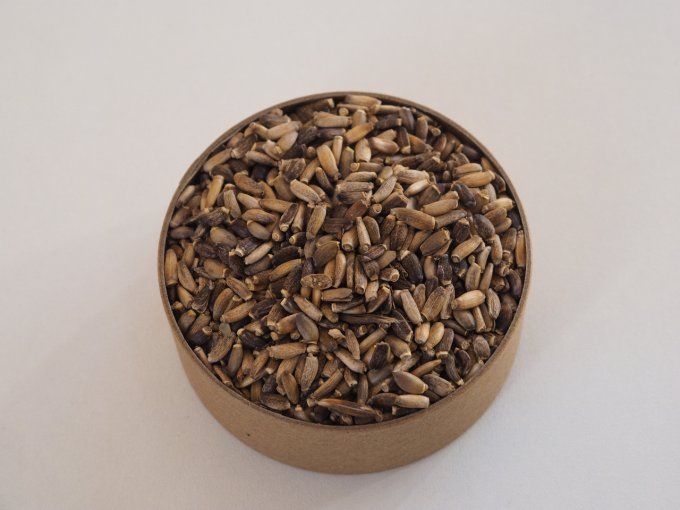 Chardon Marie graine