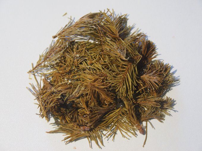 Sirop Sapin