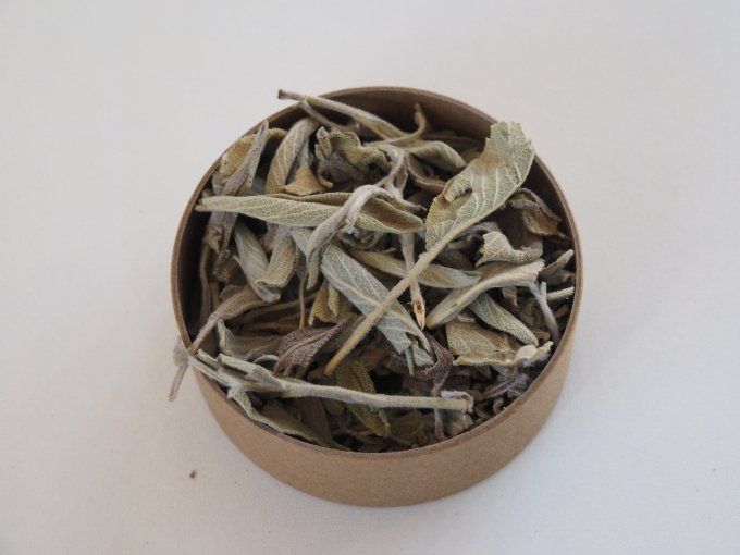 Sauge officinale